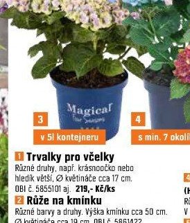 Venkovní hortenzie „Magical® Collection“