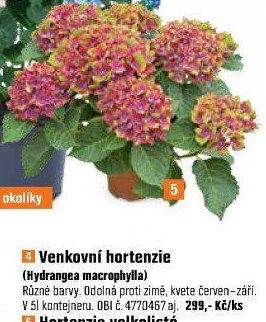 Venkovní hortenzie