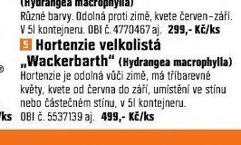 Hortenzie velkolistá „Wackerbarth“