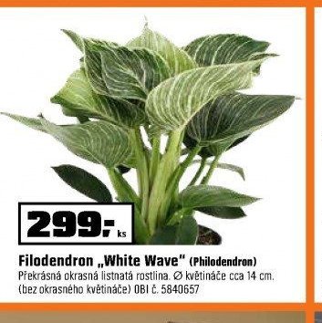 Filodendron „White Wave“