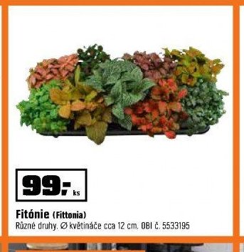 Fitónie (Fittonia)