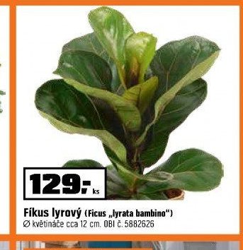 Fikus lyrový (Ficus „lyrata bambino“)