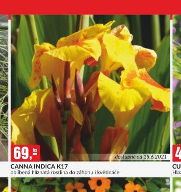 CANNA INDICA K17