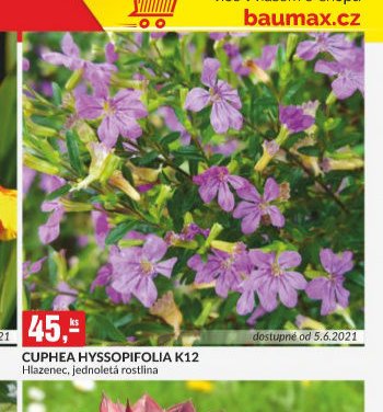 CUPHEA HYSSOPIFOLIA K12