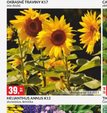 HELIANTHUS ANNUS K12