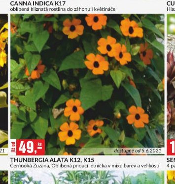 THUNBERGIA ALATA K12, K15