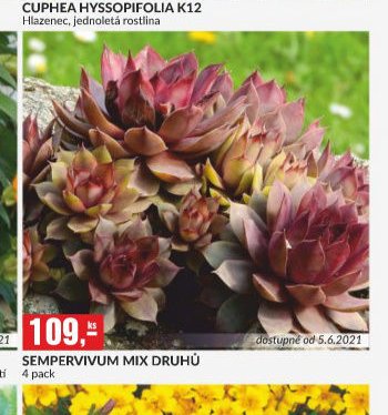 SEMPERVIVUM MIX DRUHŮ