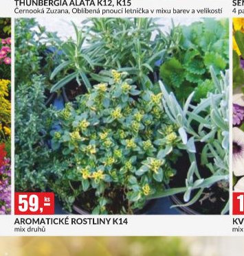 AROMATICKÉ ROSTLINY K14