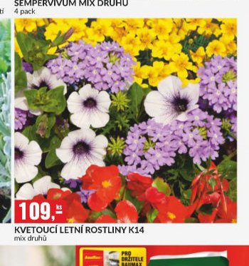 KVETOUCÍ LETNÍ ROSTLINY K14