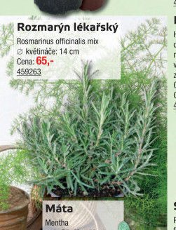 Rozmarýn lékařský