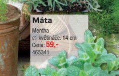 Máta