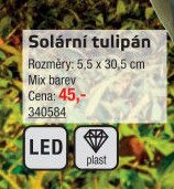 Solární tulipán
