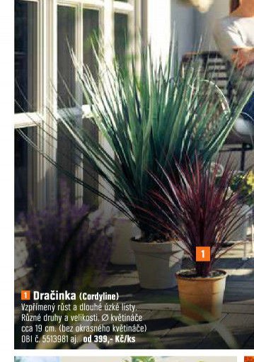 Dračinka (Cordyline)