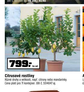Citrusové rostliny