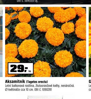 Aksamitník (Tagetes erecta)