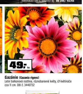 Gazánie (Gazania rigens)