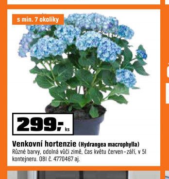 Venkovní hortenzie (Hydrangea macrophylla)