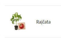 Rajčata