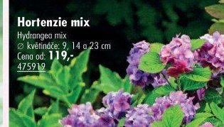 Hortenzie mix