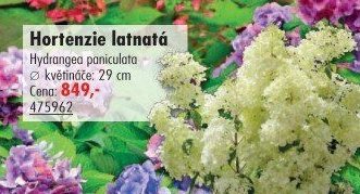 Hortenzie latnatá