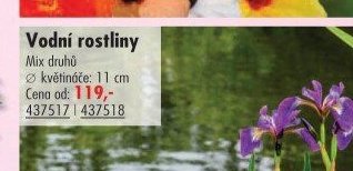 Vodní rostliny