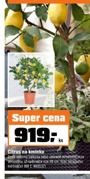 Citrus na kmínku