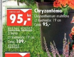 Chryzantéma