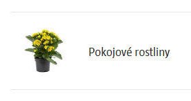 Pokojové rostliny