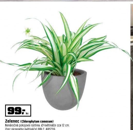 Zelenec (Chlorophytum comosum)