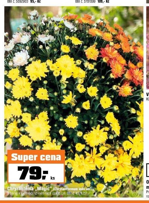 Chryzantéma „Magic“ (Chrysanthemum indicum)