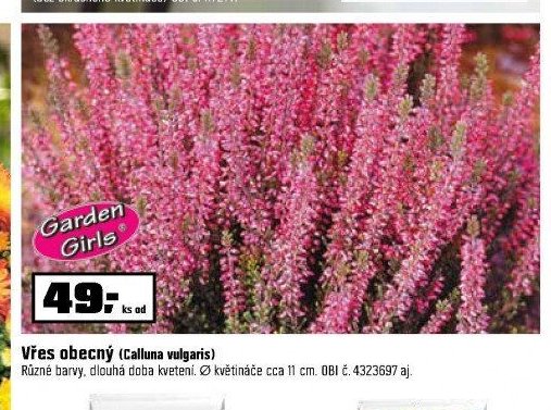 Vřes obecný (Calluna vulgaris)
