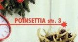 Poinsettia