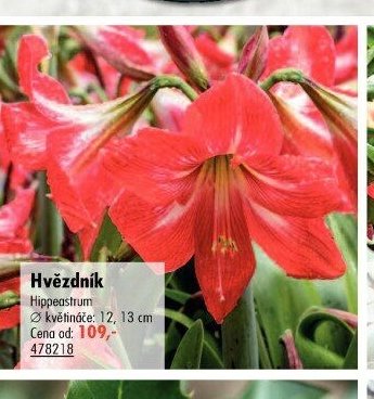 Hvězdník (Hippeastrum)