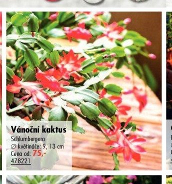 Vánoční kaktus (Schlumbergera)
