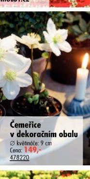 Čemeřice v dekoračním obalu