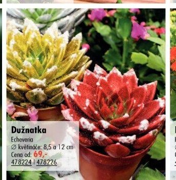Dužnatka (Echeveria)