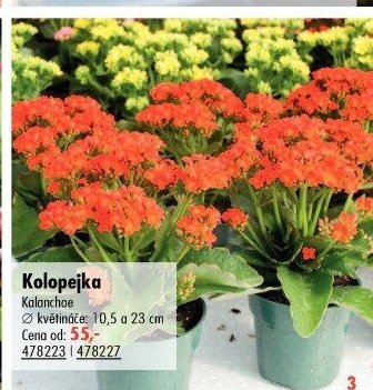 Kolopejka (Kalanchoe)