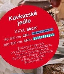 Kavkazské jedle