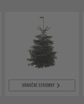 Vánoční stromky