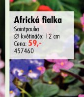 Africká fialka