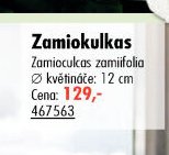 Zamiokulkas