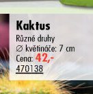 Kaktus