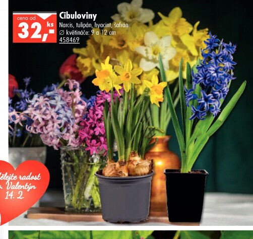 Cibuloviny