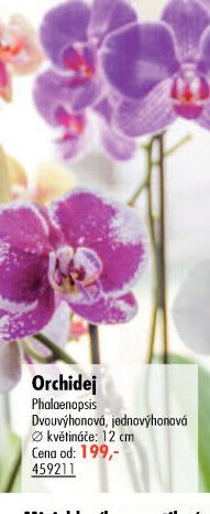 Orchidej