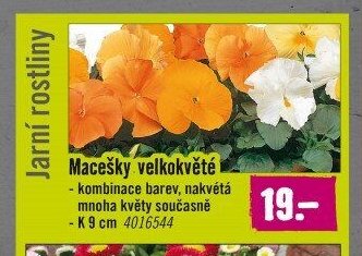 Macešky velkokvěté