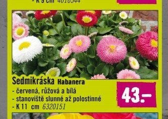 Sedmikráska Habanera
