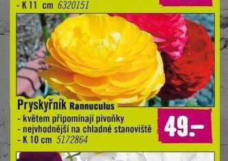 Pryskyřník Rannuculus