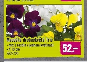 Maceška drobnokvětá Trio