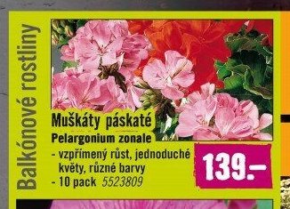 Muškáty páskaté