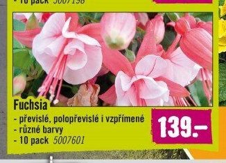 Fuchsia